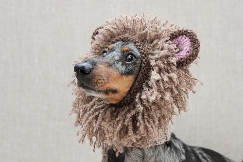 Dog wearing a knitted lion costume