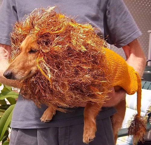 Dog wearing a knitted lion costume