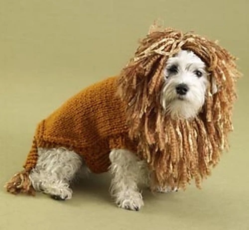 Dog in a lion costume